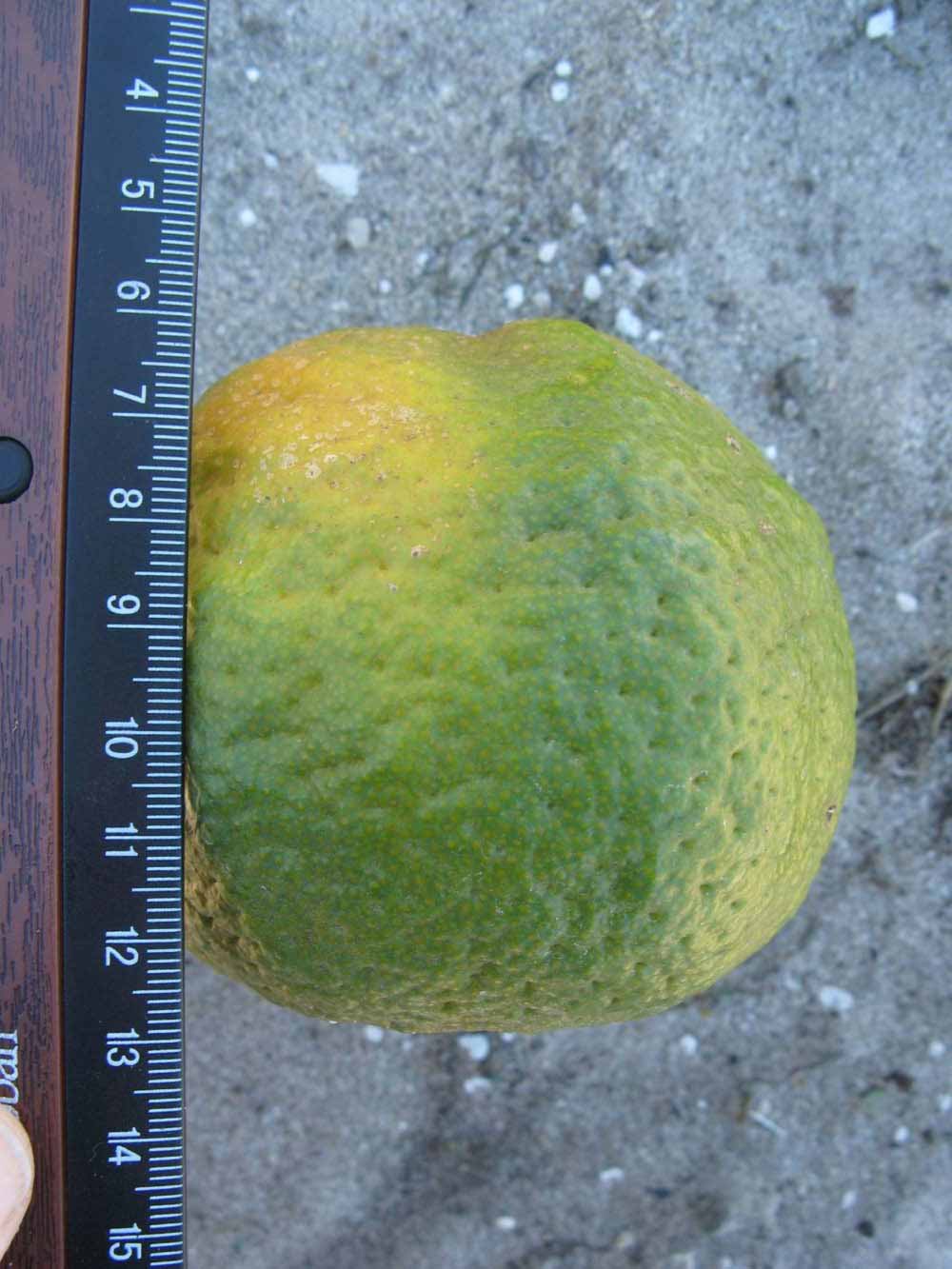              Immature fruit (Winter Haven, FL)       